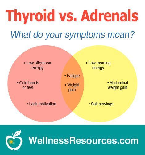 Adrenal Fatigue Due To Thyroid