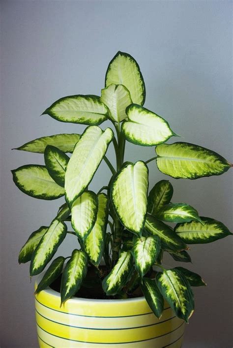 17 plants that don t need light you can grow indoors house like shade home improvement 10 easy care houseplants for low 23 are to maintain even if best indoor. Stunning 21 Plants That Don't Need Sunlight To Grow ...