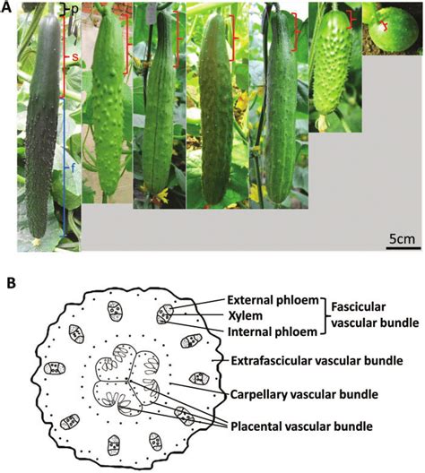 The Cucumber Fruits And The Vascular Bundles Inside A Typical Download Scientific Diagram