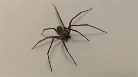 7 Early Symptoms Of Brown Recluse Spider Bite