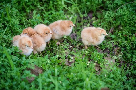 Brooding Baby Chicks - Initial Care Instructions - Claborn Farms