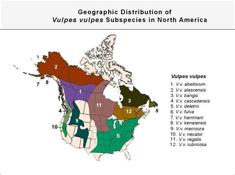 Red Fox Subspecies In North America North America America America