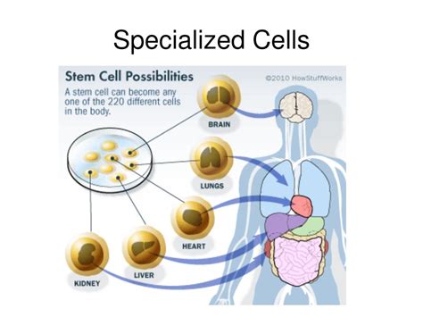 Ppt Specialized Cells Powerpoint Presentation Free Download Id2811256