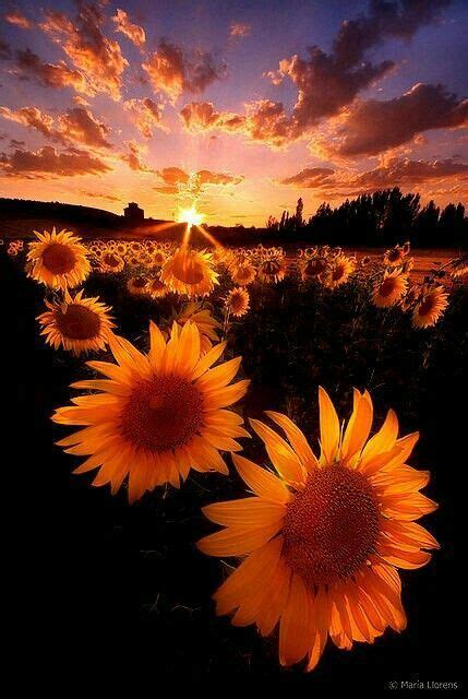 Colorful Sunset Nature Sunflowers Nature Photography