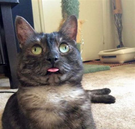 15 Cats With Googly Eyes Prove You Dont Have To Be Purrfect To Be Loved