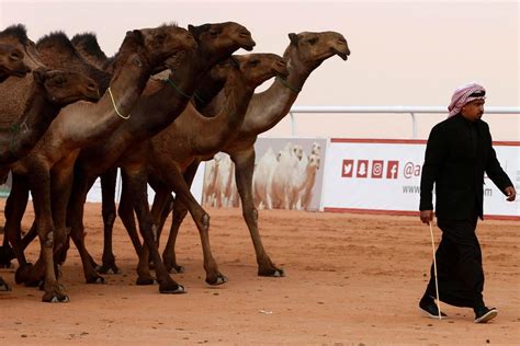 Thousands of camels are paraded at the king abdulaziz camel festival to be judged on their shapely lips and humps. Camels banned from Saudi Arabia beauty contest 'after they ...
