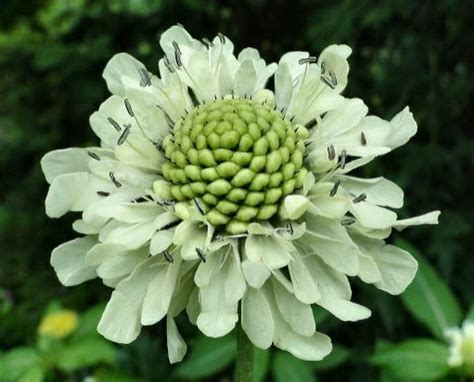 Green Flowers Scabiosa Jessica Paster