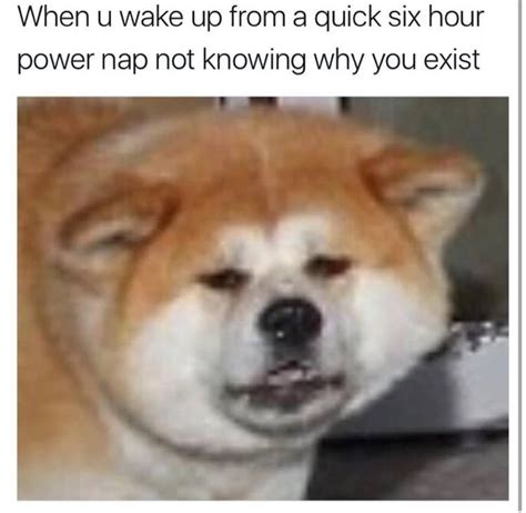 Wake Up Funny Dog Memes Funny Animal Memes Funny