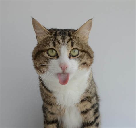Founded by lynea lattanzio, cats and dogs are able to roam freely through a beautifully maintained fenced 12 acre outdoor area. 15 Times Rexie The Cat King of Bleps Made The Perfect Face ...