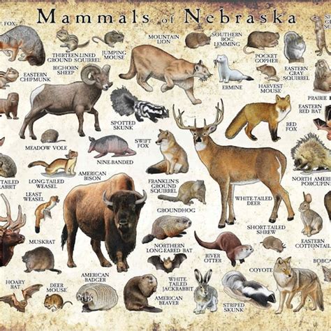 Mammals Of Nebraska Poster Print Nebraska Mammals Field Etsy