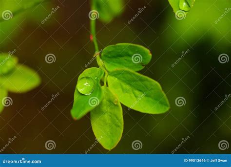 Little Green Things Stock Photo Image Of Plant Flora 99013646