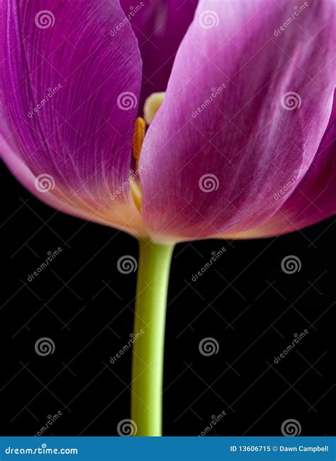 Close Up Of Dark Pink Tulip On Black Stock Image Image Of Beauty