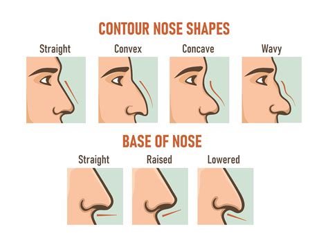 Nose Shape Types gambar png