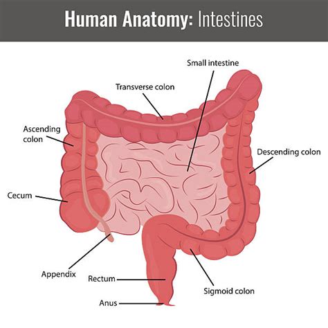 Large Intestine Illustrations Royalty Free Vector Graphics And Clip Art Istock