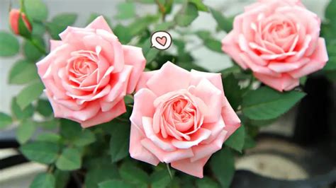 6 Cara Merawat Bunga Mawar Agar Subur Dan Berbunga Indah Orami