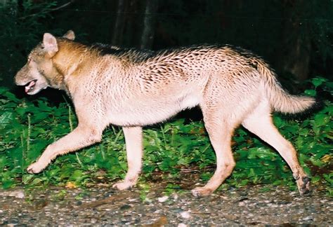 In Search Of Japans Lost Wolves Chance Encounter