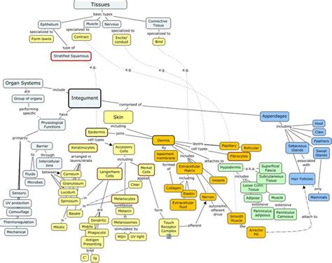 Concept Map Integumentary If You Need Help Turning Javascript On