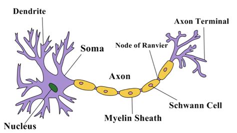 Draw A Neat Labelled Diagram Of Neurons Class Biology Cbse Porn