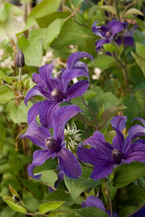 Even sapphire indigo clematis' centers are elegant with intricate dark purple to black anthers. Willoway Nurseries, Inc. - The Midwest's Premier Wholesale ...