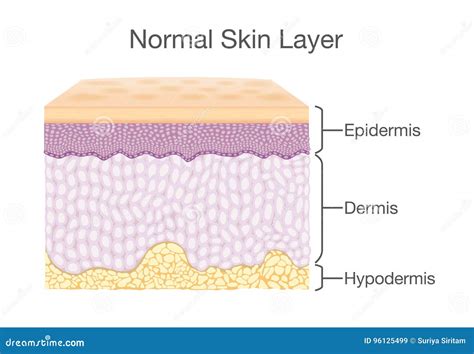 Components Of Human Skin Layer In Vector Style Stock Vector
