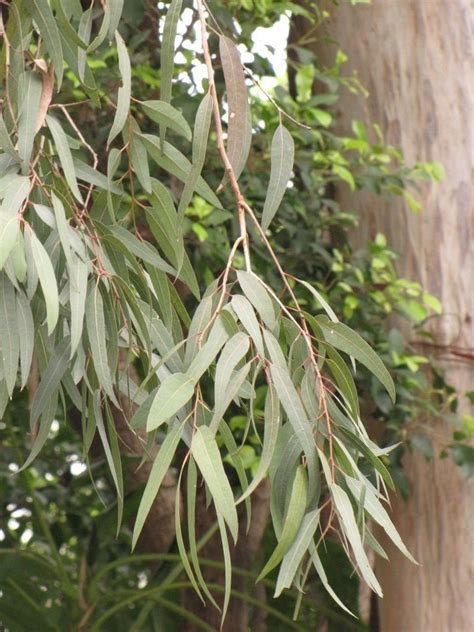Eucalyptus Citriodora Lemon Scented Gum Tree Seeds Fast Fragrant