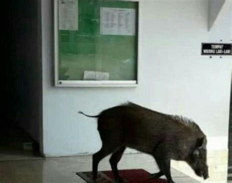 Tidak lama, babi hutan tersebut masuk ke bagian tengah masjid. Pengajian Ibu-Ibu di Serang Bubar Gara-Gara Babi Hutan ...