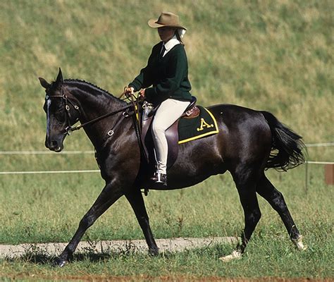 Australian Stock Horse