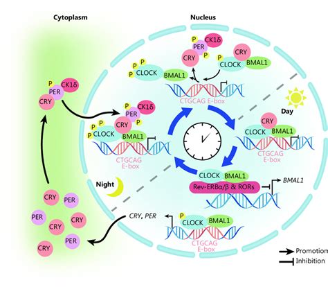 Molecular Mechanisms Of The Circadian Clock The Positive Stimulus