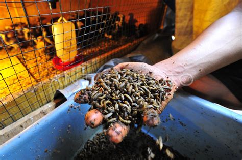 Budi Daya Ulat Maggot Untuk Pakan Ternak Antara Foto
