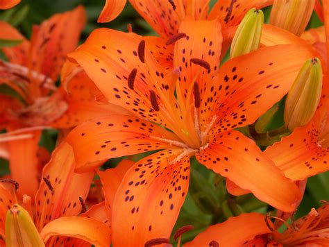 Orange Lily Flower Pictures Beautiful Insanity