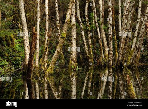Grove Of Red Alder Tree Trunks Reflected In A Pond Olympic Np Hoh
