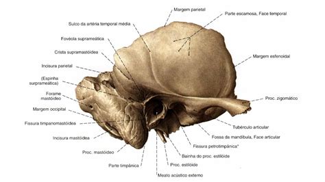 Osso Temporal 1 Anatomia Papel E Caneta