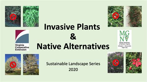 Invasive Plants And Native Alternatives