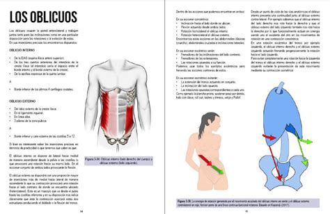 Manual De Fuerza Anatomia Y Entrenamiento Completo Con Dibujos