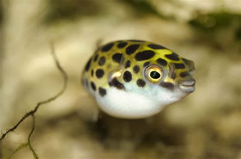 🥇7 Freshwater Puffer Fish You Should Get Complete List