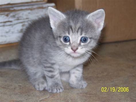 Maine coon adoptions, oakland, ca. Full Blooded Maine Coon Kittens FOR SALE ADOPTION from ...