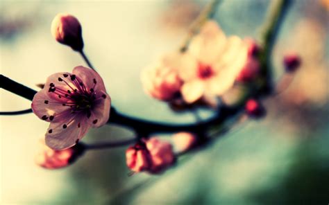 Cherry Blossom In Spring Mac Wallpaper Download Allmacwallpaper
