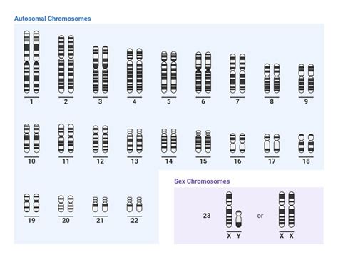 Chromosomes Definition Structure Types Model Functions