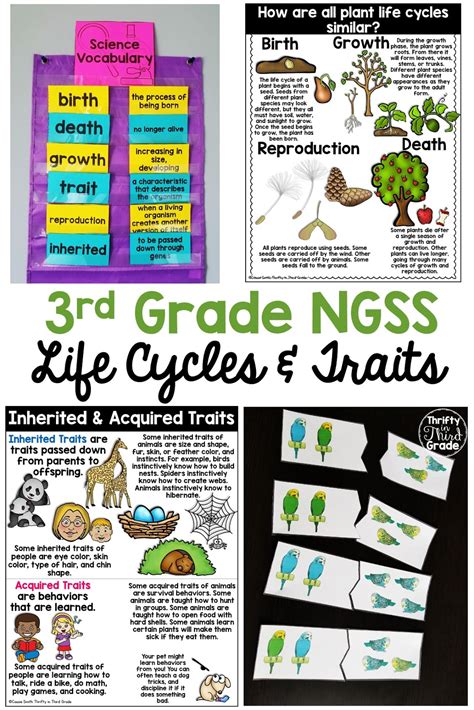 Inheritance And Variations Of Traits Life Cycles And Traits 3rd Grade