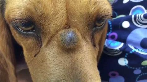 Puscam K9 With Sebaceous Cyst Lanced On Bridge Of Nose In Slomo Youtube