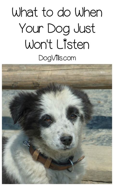 Here's what to do if someone's lost dog has wandered into your care. What to do if Your Dog Won't Listen to You - DogVills