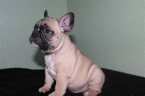 But it's not just the cuteness of this fun breed that makes. KC French Bulldog puppies for sale | Glasgow, Lanarkshire ...