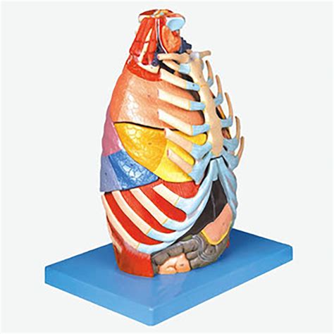 Buy Chest Anatomical Model Anatomical Model Show The Larynx Bronchial
