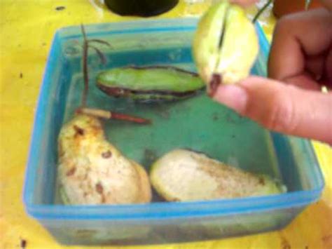 Growing a mango tree in pot is possible; My Mangoes and Mango seeds growing in container with water ...