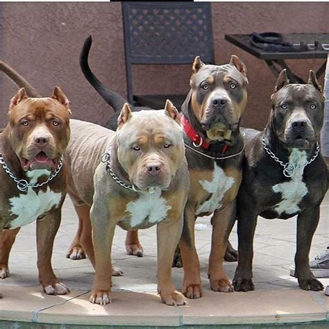 So süß tröstet der hund sein frauchen. #PitBullTraining #ShelterDogs | Süße tiere, Süße hunde welpen und Tiere