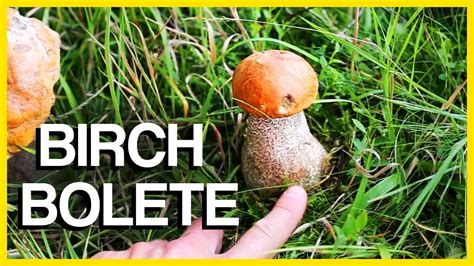 Birch Bolete Mushroom Identification And Cooking Youtube