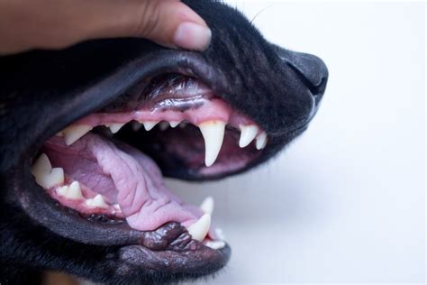 What The Color Of Your Dogs Gums Mean Your Dog Dog Teeth