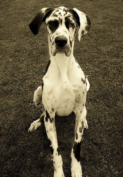 Pin By Boihorror80 On Black And White Gray Great Dane Dogs Great