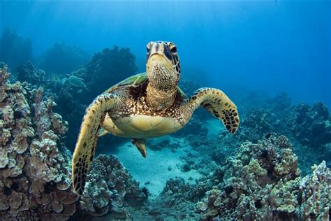 Sea Turtle Survey Shows The Endangered Animals Are Making