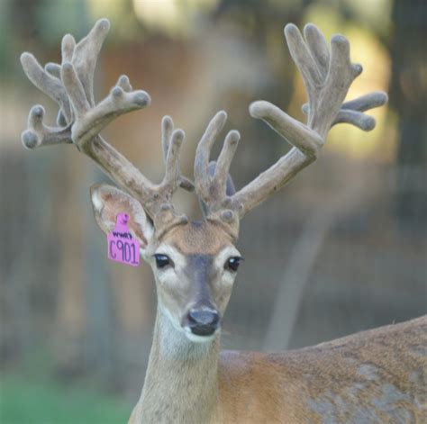 Grn 654 19 Purple C901 Deer Breeder In Texas Whitetail Deer For Sale